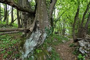 58 Sul sent. 504 nel bosco di carpini neri 